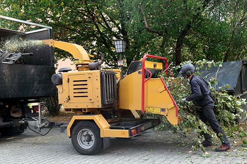 Élagage et suppression de souches à Nancy